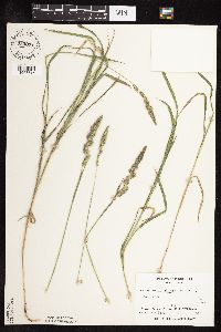 Muhlenbergia glomerata image