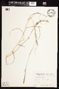 Muhlenbergia glomerata image