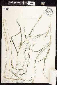 Muhlenbergia glomerata image