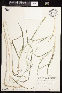 Muhlenbergia glomerata image