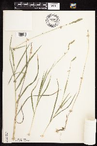Muhlenbergia glomerata image