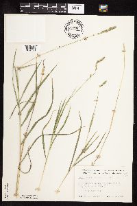 Muhlenbergia glomerata image