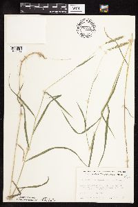 Muhlenbergia glomerata image