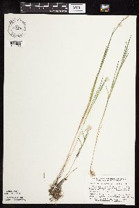 Muhlenbergia glomerata image
