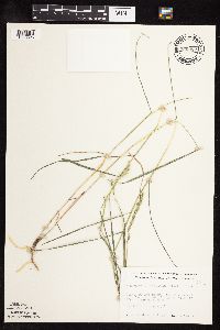 Thumbnail image of current specimen