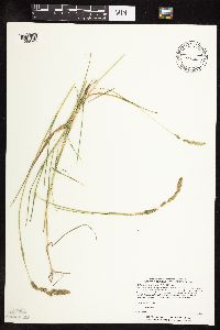 Muhlenbergia glomerata image