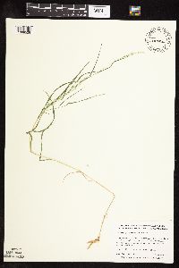 Muhlenbergia glomerata image