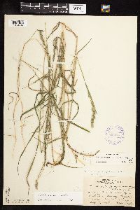 Muhlenbergia glomerata image