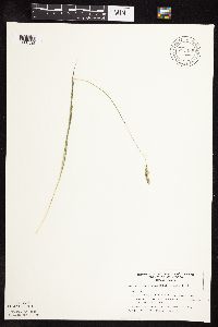 Muhlenbergia glomerata image