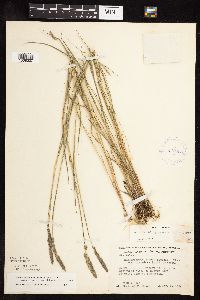 Muhlenbergia glomerata image