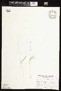 Muhlenbergia glomerata image