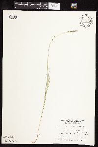Muhlenbergia glomerata image