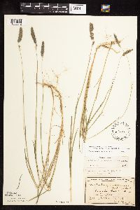 Muhlenbergia glomerata image