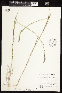 thumbnail image of current specimen