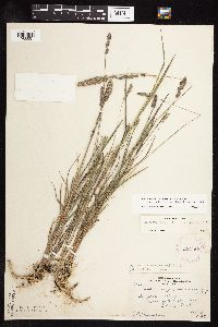 Muhlenbergia glomerata image