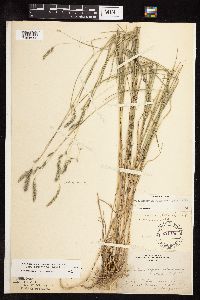 Muhlenbergia glomerata image