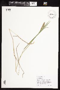 thumbnail image of current specimen