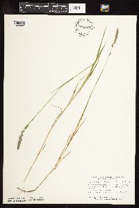 Muhlenbergia glomerata image