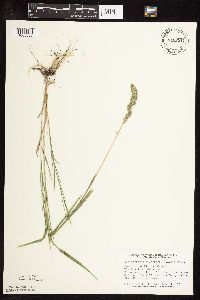 Muhlenbergia glomerata image