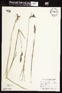 Muhlenbergia glomerata image