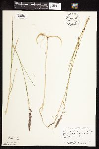 Muhlenbergia glomerata image
