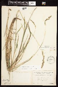 Muhlenbergia glomerata image