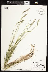 Muhlenbergia glomerata image