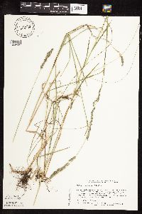 Muhlenbergia glomerata image