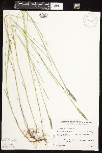 Muhlenbergia glomerata image