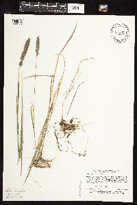Muhlenbergia glomerata image