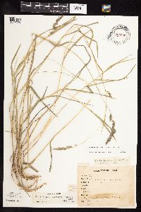 Muhlenbergia glomerata image