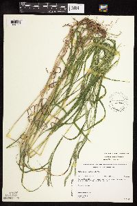 Muhlenbergia mexicana image