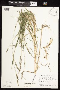 Muhlenbergia mexicana image