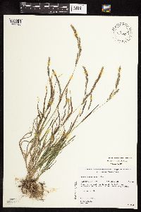 Muhlenbergia mexicana image