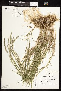 Muhlenbergia mexicana image