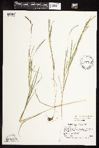 Muhlenbergia mexicana image