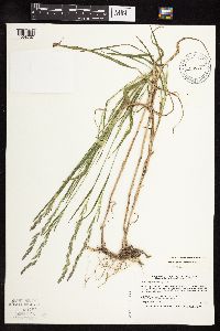 Muhlenbergia mexicana image