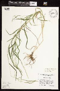 Muhlenbergia mexicana image