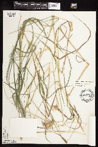 Muhlenbergia mexicana image