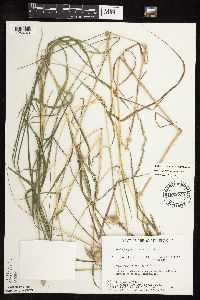 Muhlenbergia mexicana image
