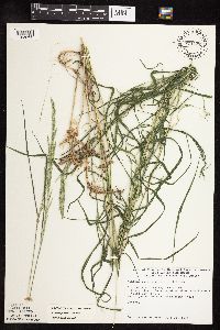 Muhlenbergia mexicana image