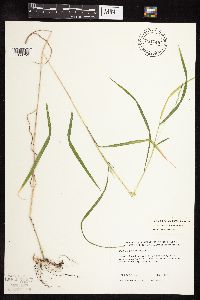 Thumbnail image of current specimen