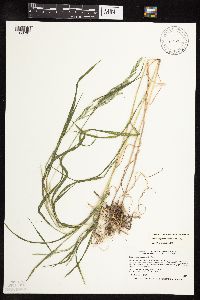 Muhlenbergia mexicana image