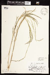 Muhlenbergia mexicana image