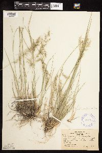 Muhlenbergia montana image