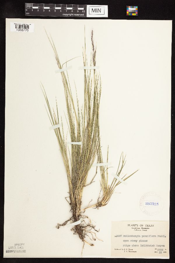 Muhlenbergia pauciflora image