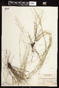 Muhlenbergia pauciflora image