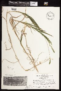 Muhlenbergia racemosa image