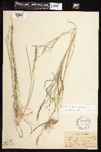 Muhlenbergia racemosa image