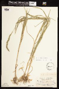 Muhlenbergia racemosa image